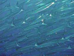 Shoal of Barracuda