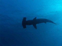 Hammerhead