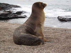 Sea lion