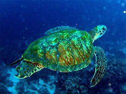 Turtle