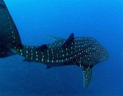 Whale Shark