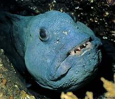 Wolf fish