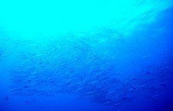 Barracuda