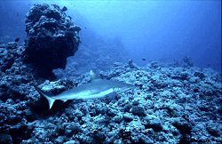 Sudan sharks