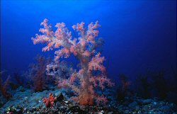 Soft Coral