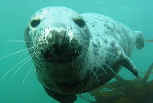 Seals