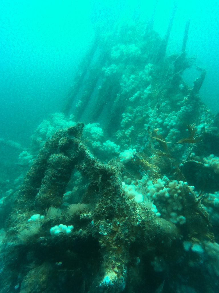 Wreck ribs