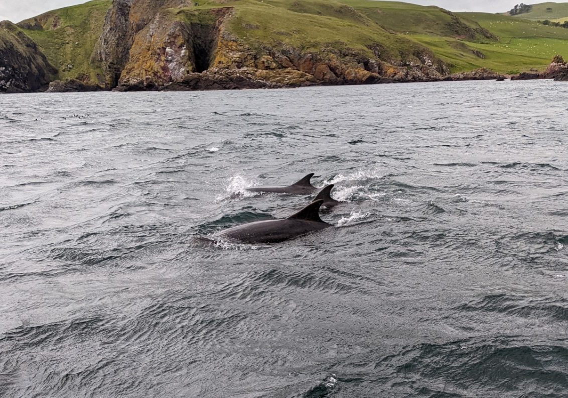 Dolphin