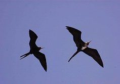 rsfrigatebirds