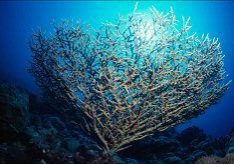 sudan_coral